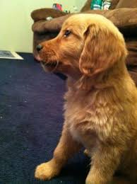 Golden retrievers are among america's most popular breeds. Golden Retriever Puppies For Sale In Marion Indiana Classified Americanlisted Com