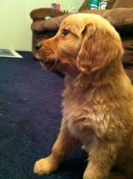 They are also potty trained and very friendly with other pets. Golden Retriever Puppies For Sale In Marion Indiana Classified Americanlisted Com