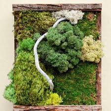 Many gardeners have become interested in using moss in their landscapes. How To Make A Tabletop Moss Garden Garden Design Moss Garden Moss Wall Art