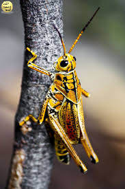 Cekirgenin Disaridan Gelen Uyarilarin Olumsuz Olmasi Durumunda Koma Haline Girmesi Gercekte Hucre Disi Potasyum Iyonlarinin Yukselm Beautiful Bugs Bugs Insects