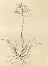 Image result for Angraecopsis parviflora