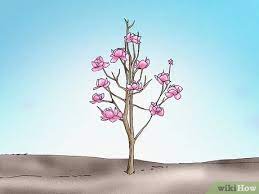 ' alba superba,' ' alexandrina,' 'black tulip,' 'brozzonii also, prune only when absolutely necessary. How To Prune A Tulip Magnolia 8 Steps With Pictures Wikihow