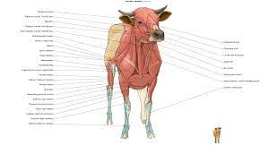D) that the shape of the bones has less to do with the environment. General Anatomy Of The Bull And The Cow Illustrated Atlas