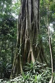 Image result for Ficus chirindensis