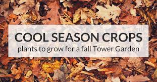 What vegetables grow in fall? Now Is The Time To Plant Your Cool Season Crops