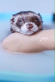 Cutepets Ferrets Plans Love When Have Evil Bath Time You But Itswhen You Have Evil Plans But It S Bath Time Hayvan Bebekler Evcil Hayvanlar Hayvan