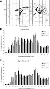 Image result for Black 1997 AAV