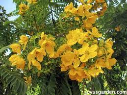 An ornamental tree is a tree with features that please you. Flowering Trees In Santa Barbara California Joy Us Garden