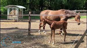 Attrezzature per recinti elettrificati per animali da pascolo in vendita al miglior prezzo. Recinto Per Cavalli Hippo Safety Fence Funny Video Youtube