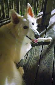 Alibaba.com offers 1,435 bathroom corner shelves glass products. Kelley S Dog Blog August 2017