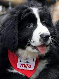 We did not find results for: Fondation Mira Plusieurs Chiots A Naitre Auront Bientot Besoin D Une Famille D Accueil Sans Les Familles D Accueil Qui Acceptent De S Occuper De Nos Chiots Pour La Premiere Annee De Leur Vie