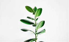Additionally, ashwagandha can also help in reducing inflammation which can cause beard loss, and reduce stress and depression that reduces beard growth hormone testosterone. Is Ashwagandha Good For Hair Growth It Is Extremely Anabolic Read More Help Hair
