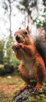 We've got the finest collection of iphone wallpapers on the web, and you can use any/all of them however you wish for. Wildlife Photography Of Brown Squirrel Iphone 11 Wallpapers Free Download