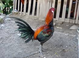 Bahkan bisa dikategorikan sebagai warisan budaya dan dilestarikan hingga kini. Ayam Peru Ayam Laga Unggulan Yang Kurang Dikenali
