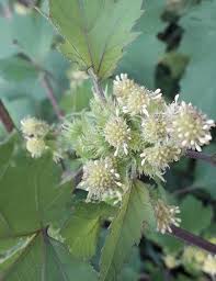 Image result for Xanthium