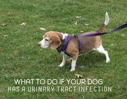 Home Remedies For Dogs With Urinary Tract Infections Bladder Infection In Dogs Urinary Tract Infection Urine Tract Infection