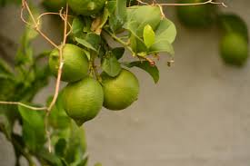 We also work closely with the local community, this includes visits to the local school, regular church with dementia for many years, and lime tree court has, for over 30 years, specialised in the care of people with dementia. Learn How To Prune A Lime Tree