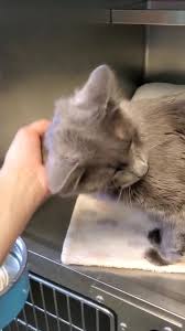 Sign up to the free course now. City Of Rio Rancho Animal Resource Center Home Facebook