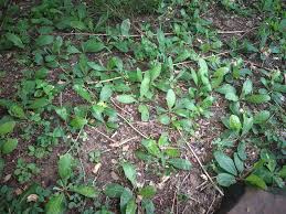 Image result for Elytraria acaulis