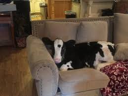 3 cow sitting like dog premium video footage. Meet Goliath The Adorable Baby Cow That Thinks He S A Dog Abc News
