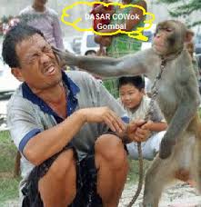 Liputan6.com, jakarta jika dilihat dari gambar monyet lucu gokil, primata yang satu ini memang menggemaskan. Kumpulan Gambar Lucu Buat Komentar Facebook Gambar Lucu Lucu Foto Lucu