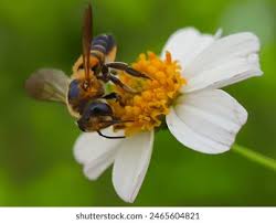 Jack Bee Photos and Images