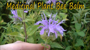 However, individual reactions to herbals are as varied as the reactions to manufactured. How To Identify Bee Balm Youtube