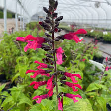 Image result for Salvia