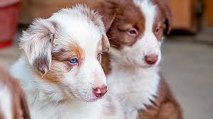 Nombres Para Perros Originales Y Bonitos En lo que sigue a continuacion, vamos a compartir con todos ustedes en nuestro blog, una serie de fondos con imagenes de perritos con frases de distintos temas. nombres para perros originales y bonitos
