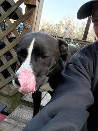 Let's get him out of the building and into a home. This boy is looking for  someone to take him in either as a foster or to adopt him. He is amazing.