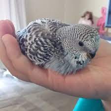 How To Make Baby Budgie Food Organic Food