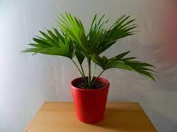 8 Palms Plants To Grow Indoors Growing Plants Indoors Palm Plant Indore Plants