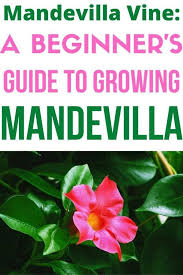 Mandevilla Vine A Beginner S Guide To Growing Mandevilla Happy Diy Home Mandevilla Vine Plants Vines