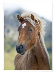 Posters Et Tableaux De Cheval Sauvage Islande Posterlounge Fr Ne doit pas être confondu avec equus ferus. poster cheval sauvage islande