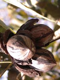 I have five large pecan trees in my yard. Growing Pecans In North Carolina Nc State Extension Publications