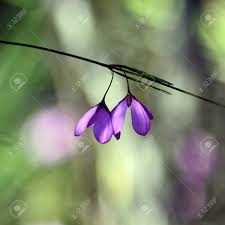 We did not find results for: Purple Flowers Of The Native Australian Black Eyed Susan Tetratheca Shiressii Family Elaeocarpaceae Growing In Heath Royal National Park Nsw Australia Stock Photo Picture And Royalty Free Image Image 114932529