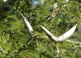 Image result for Acacia luederitzii