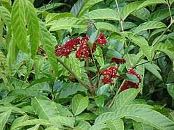 Image result for Leea