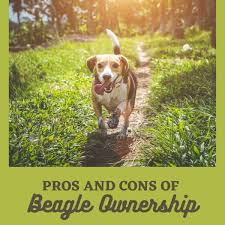 Check spelling or type a new query. Pros And Cons Of Owning Beagles Pethelpful