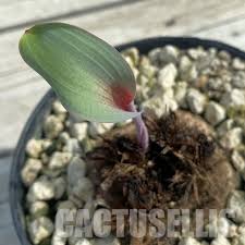 Image result for Eriospermum mackenii