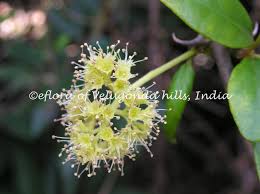 Image result for Pisonia aculeata