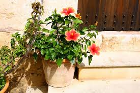 Weil er sich zudem am beginn seiner wachstumsphase befindet, verheilen auch die schnittstellen besonders schnell. Hibiskus Eibisch Umtopfen Schritt Fur Schritt Anleitung