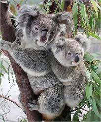 Zurich Zoo Zurichbergstrasse 221 Zurich Switzerland Koala Australian Animals Animals