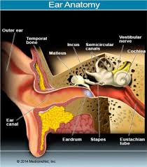 Dizziness is a common symptom that's not usually a sign of anything serious, but its cause should be investigated by a doctor. Purcellville Orthopedic Physical Therapy