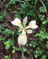 Wild Iris Flower Essence Ostara Apothecary