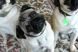 As far as dog food brands are concerned, we feature products brought to you by some of the best names in the pet care industry. What Kind Of Dog Are You