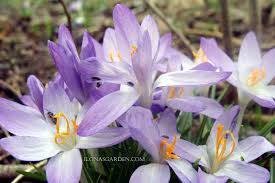 We did not find results for: Small Spring Bulbs Crocus