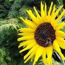 Pin On Sunflowers