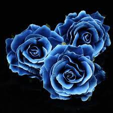 We did not find results for: 5pcs Lot Artificial Roses Flower Heads Bulk Velvet Rose Wedding Royal Blue Rose Fake Flowers Decoration High Quality Artificial Dried Flowers Aliexpress