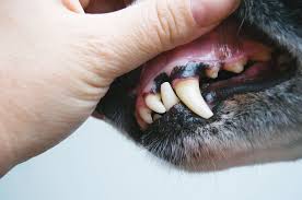 assessing dogs gums dog gum color is important